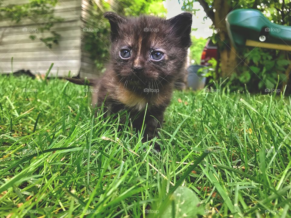 Tiny kitten exploring the world 
