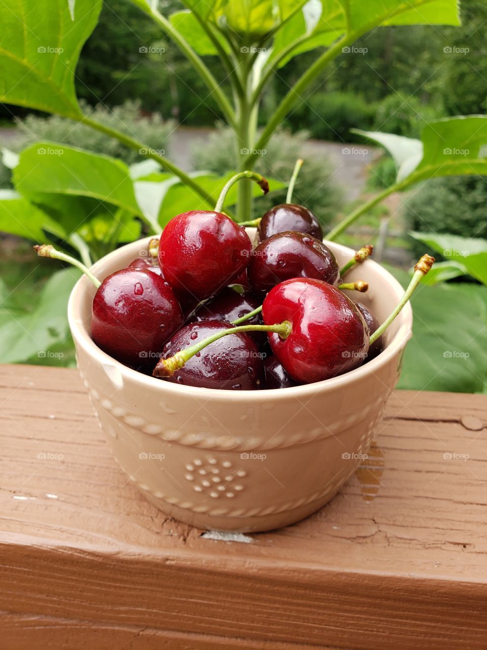Juicy delicious cherries
