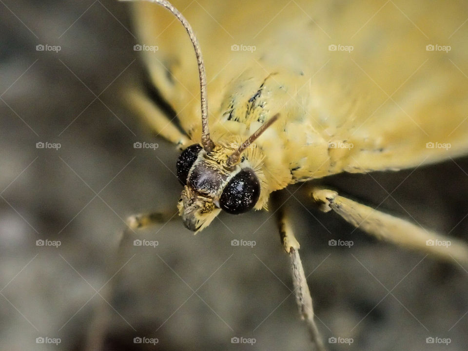 Speckled eyes of a moth