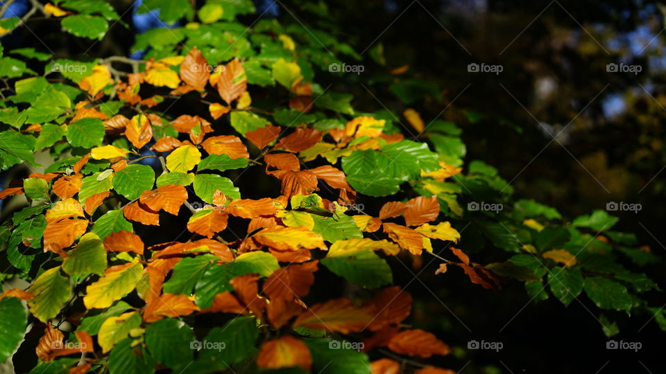 Autumn in a park in Antwerp