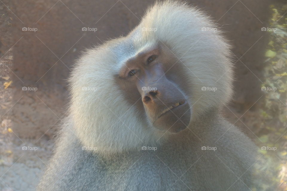 Baboon