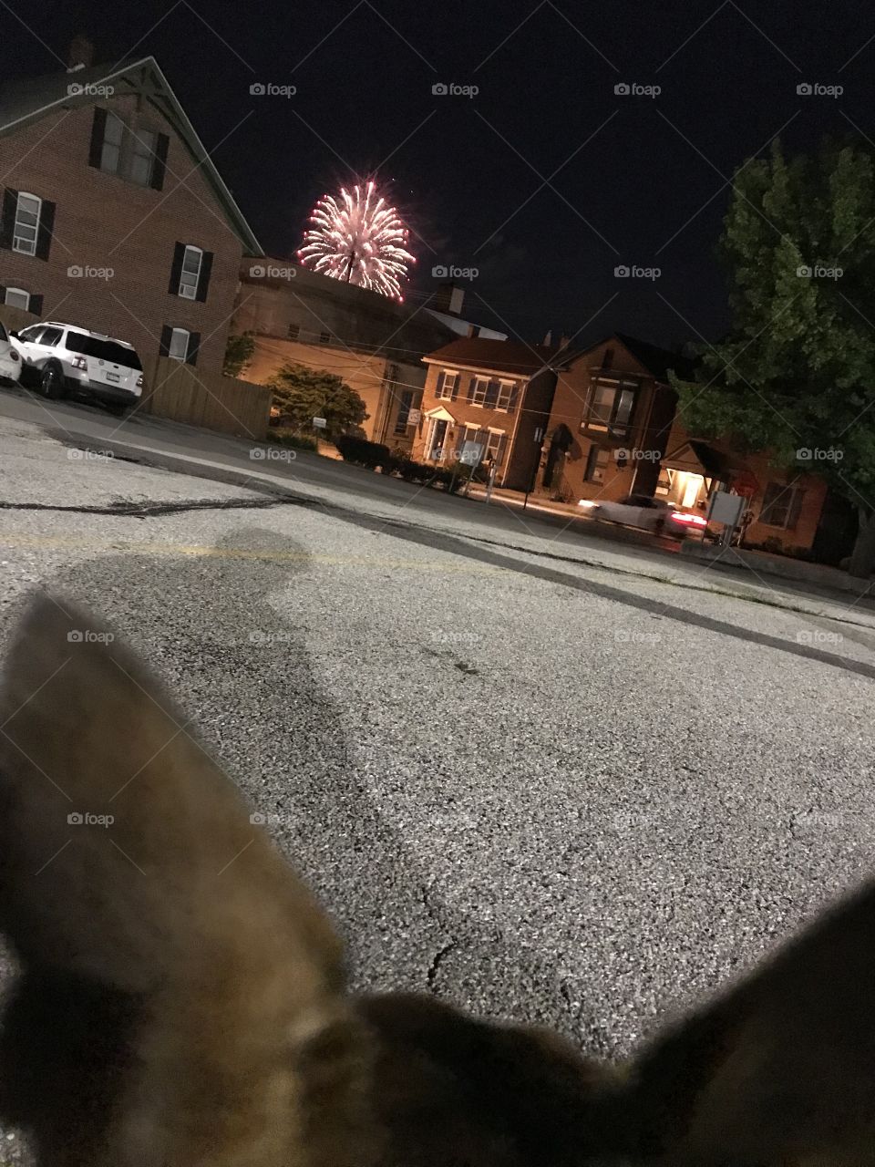 Dog fireworks 