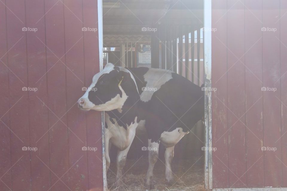 Cows in Barn