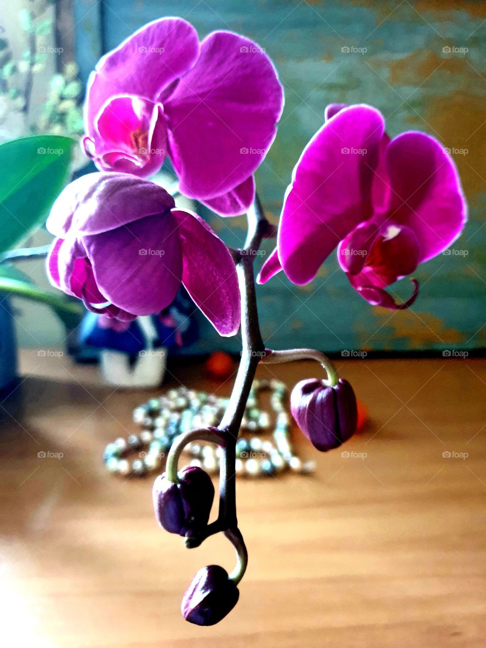 #orhidea