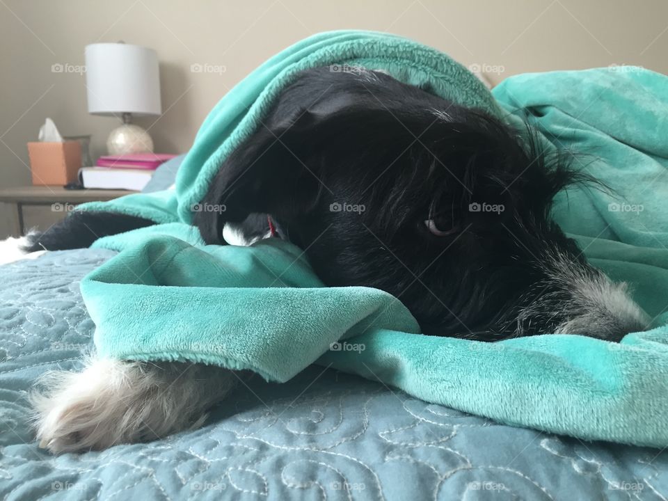 Bed, Sleep, Indoors, Blanket, Pillow