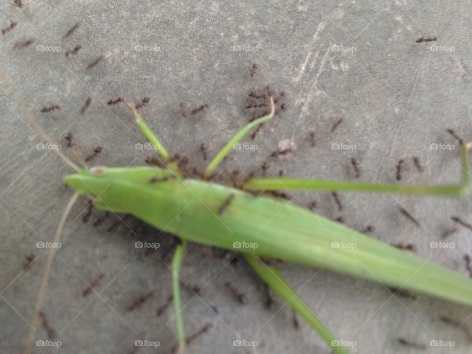 grasshoppers death body move ants