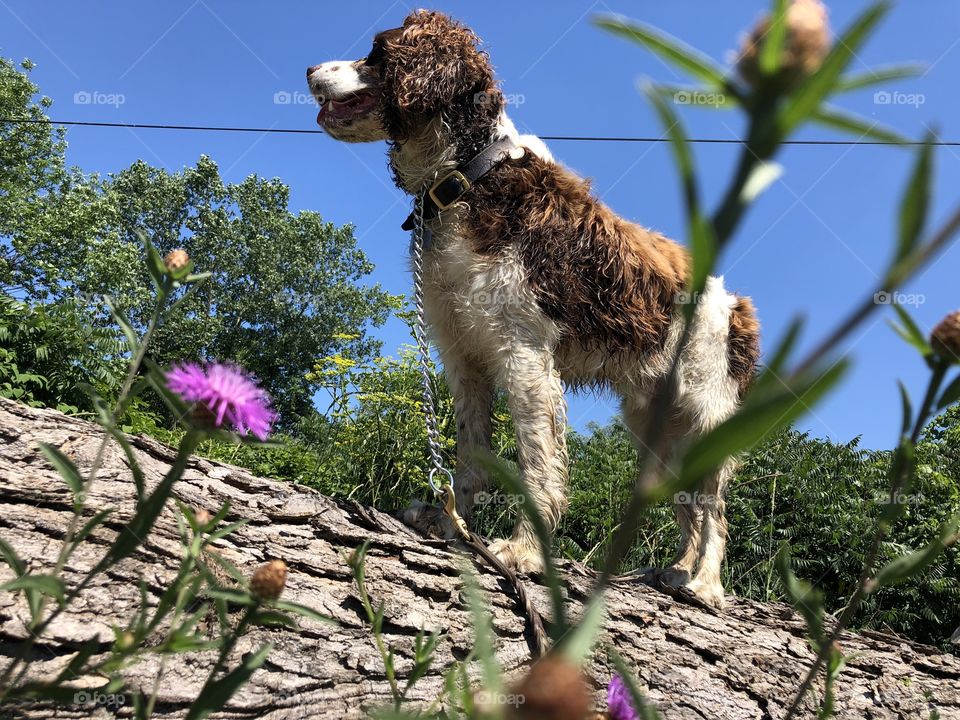 Live, Laugh, Bark!🐾🌲