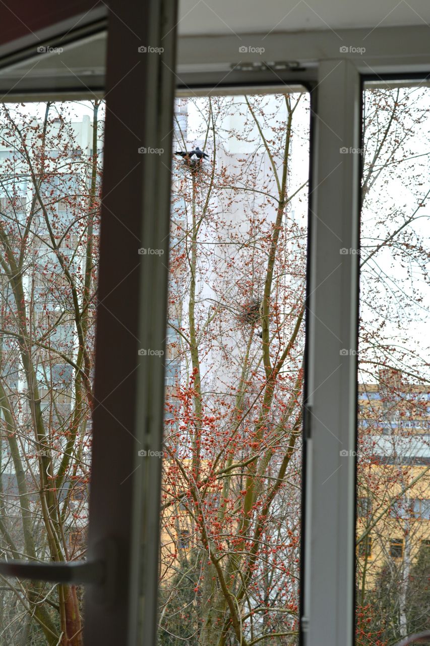 spring time birds nest on a tree street view from open window