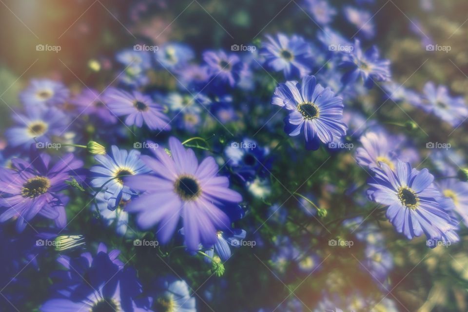 Purple daisies called Swan river daisy.