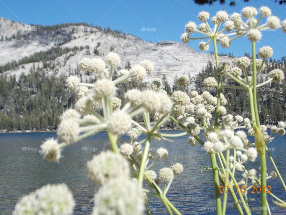 Mountain flowers 