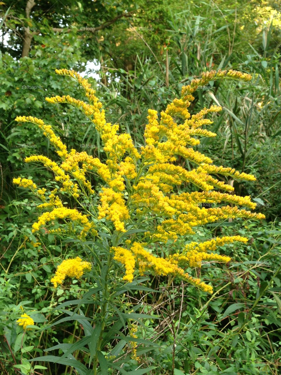 Yellow Weeds