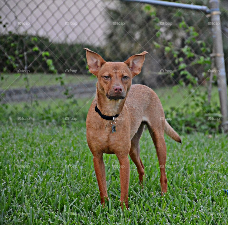 

Dogs of the USA - Foap Missions - Dogs are the canine companions who have shared our lives for millennia.