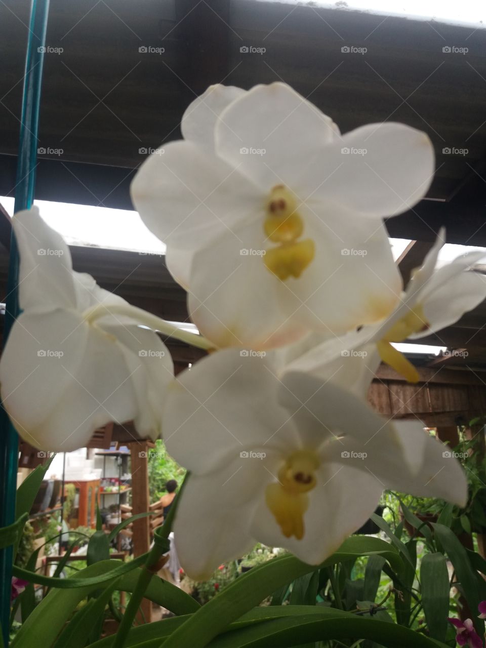 classic orchids