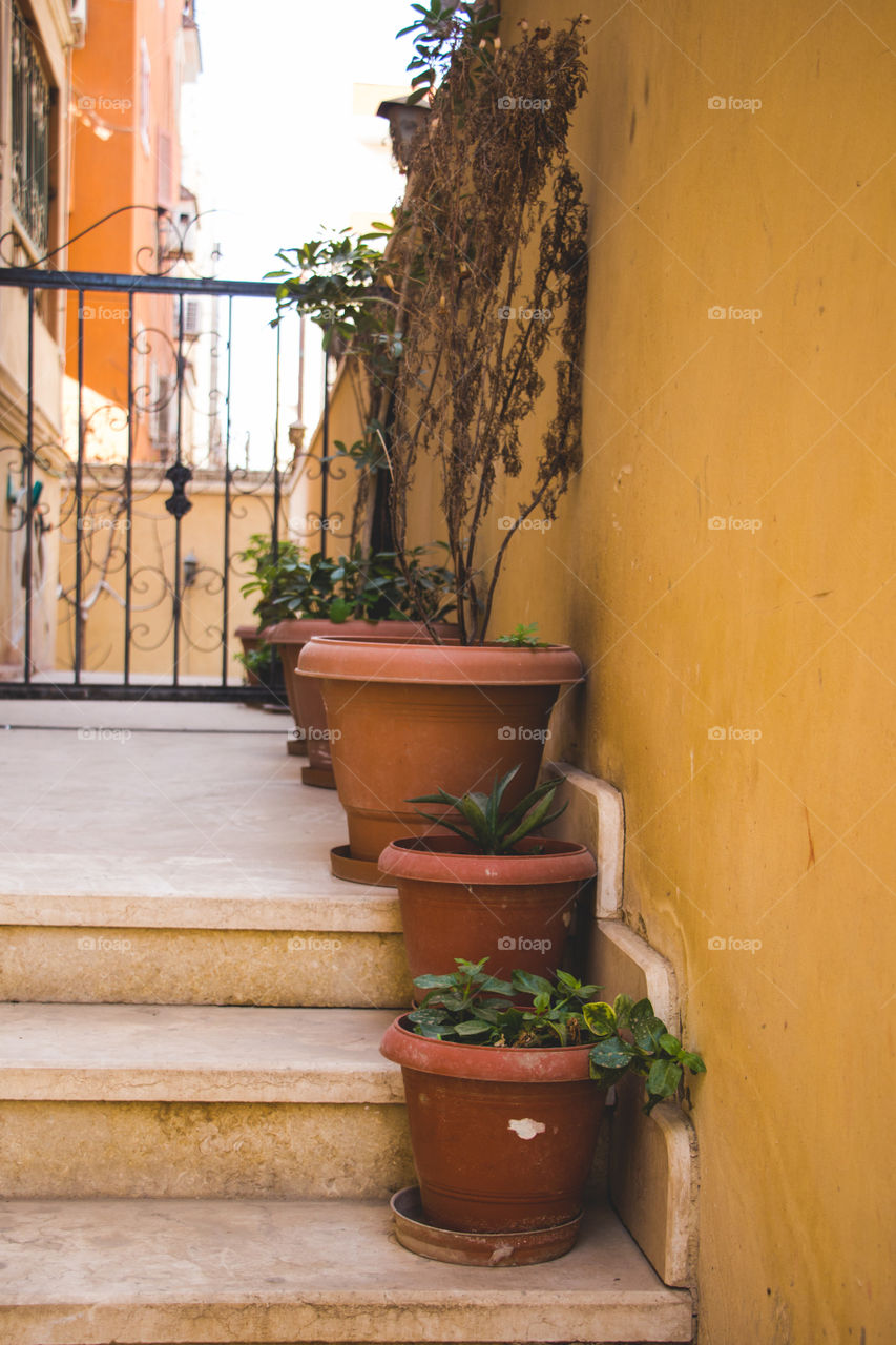 Roses and plants in pots in the hallway of our house.