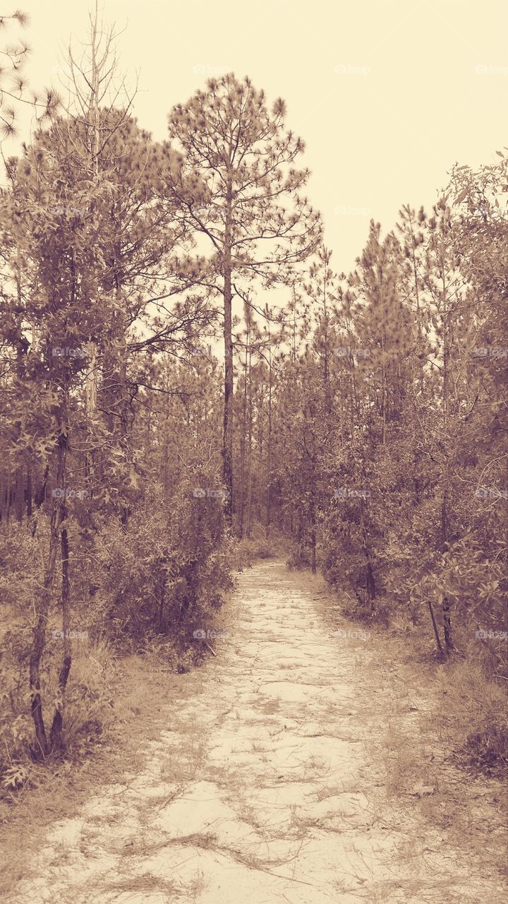 Suwannee River State Park trail