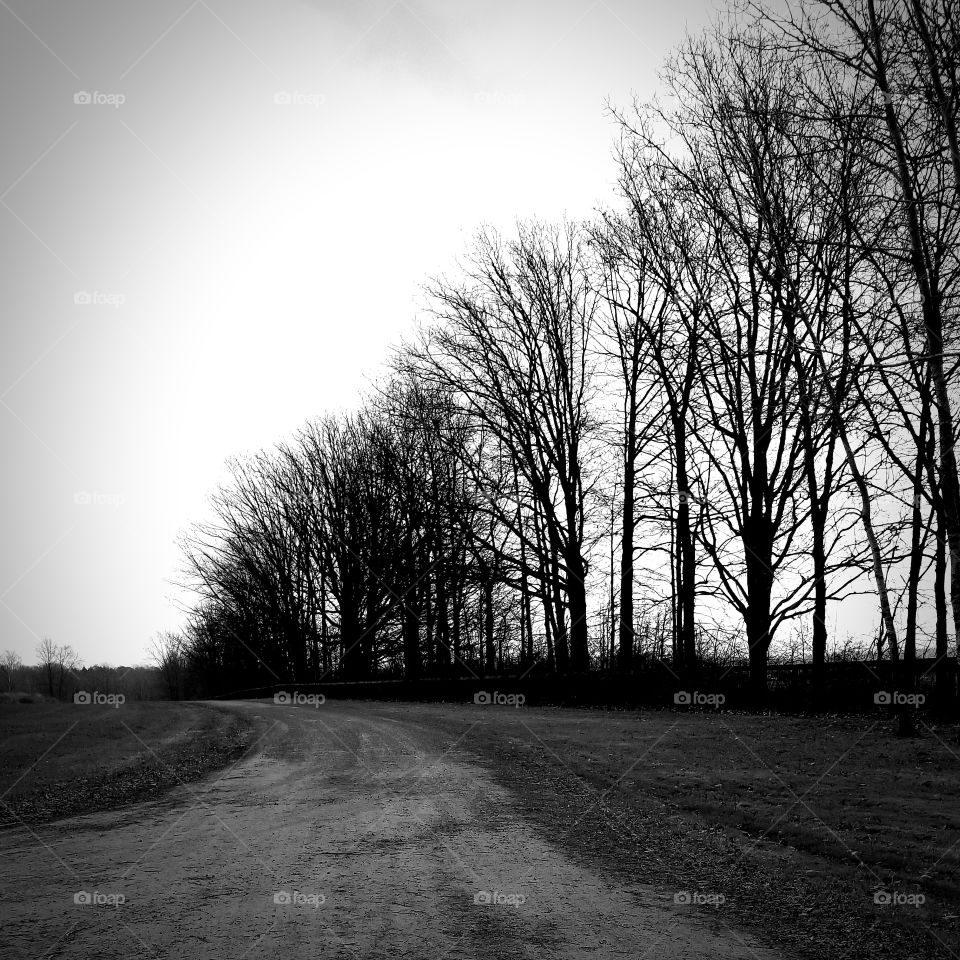 Monochrome, Tree, Fog, Road, Fall