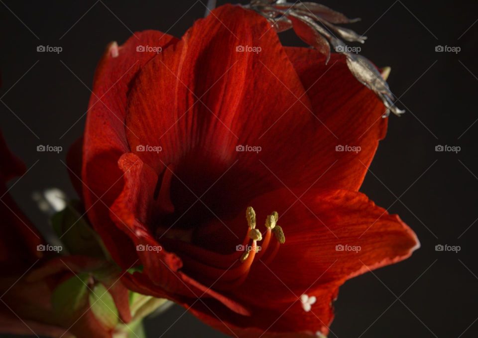 The beauty of a red Amaryllis flower with silver flower decoration.