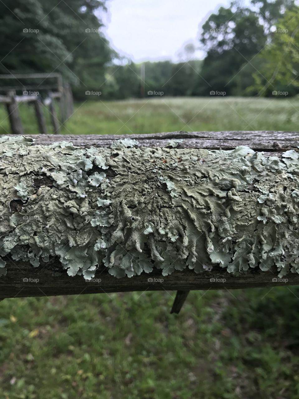 Lichen Fence