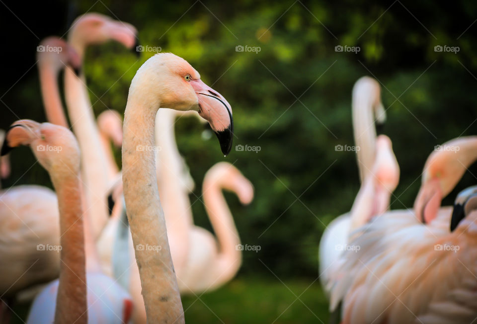 Close-up of flamingo birds