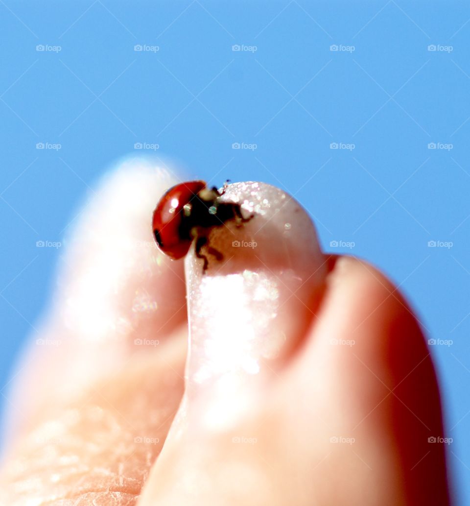 Ladybird on nail