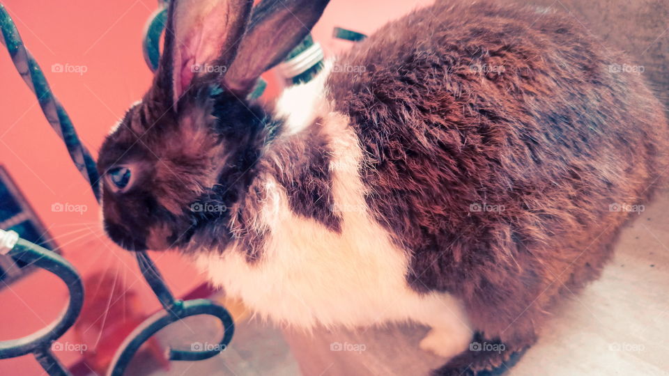 Rabbit Nice Look India