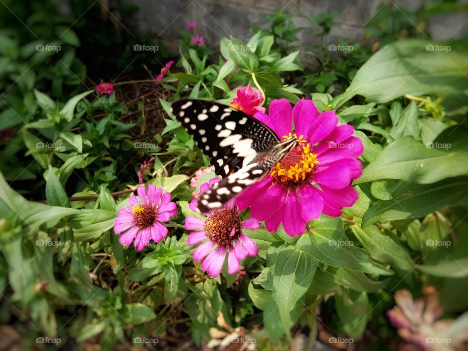 Butterflies and  flowers.