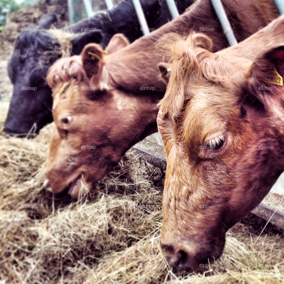 English cows on a farm