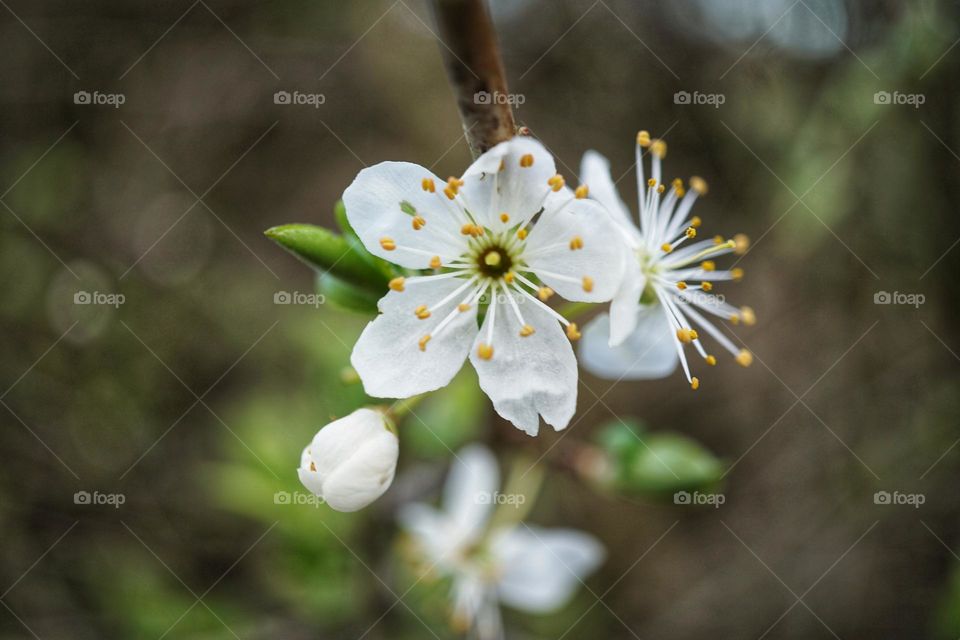 Springtime blossom 