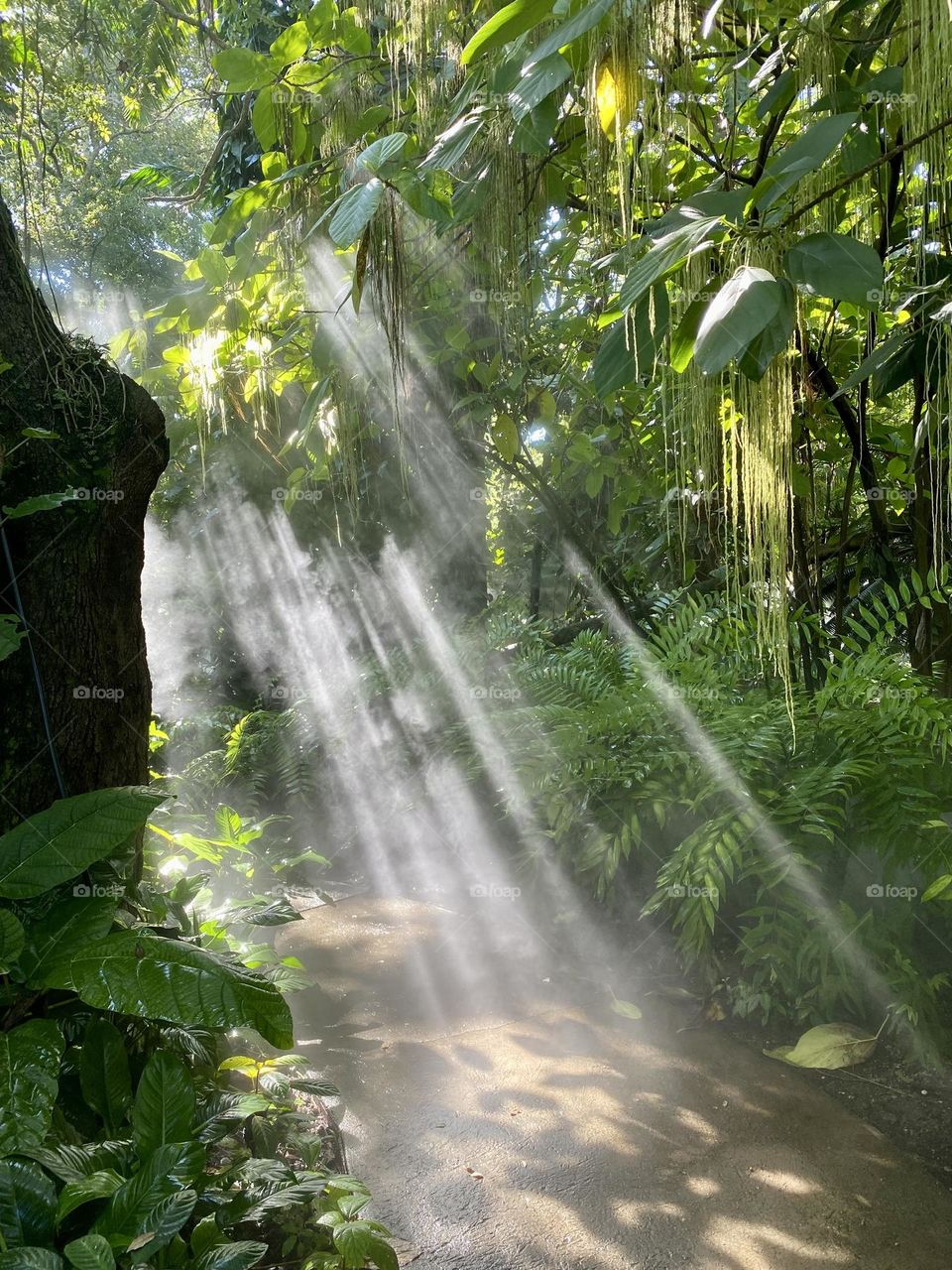 Rays of sun lighting up the mist as it filters through the leafy canopy 