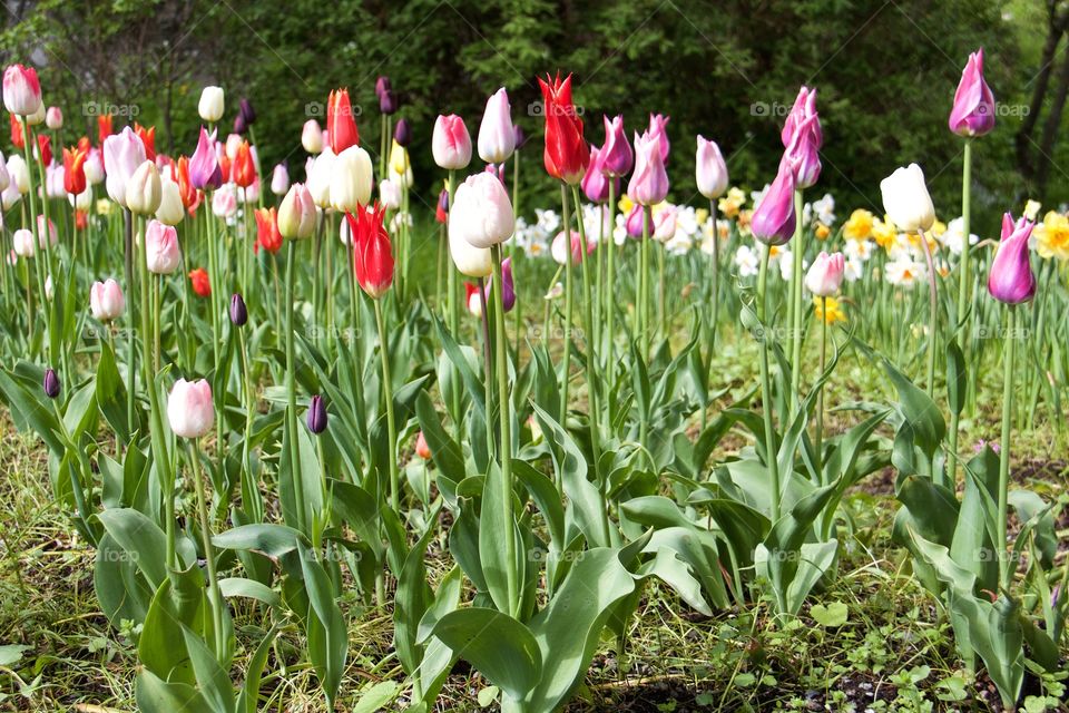 Tulips . Tulips 