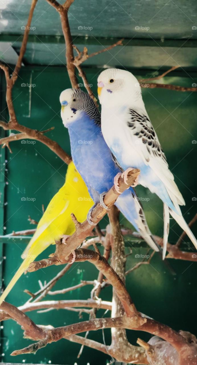 Adorable birds sitting on stem