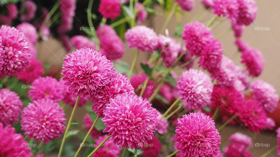 Pink Chrysanthemun flower