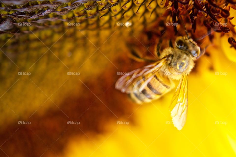 Close to the Bee