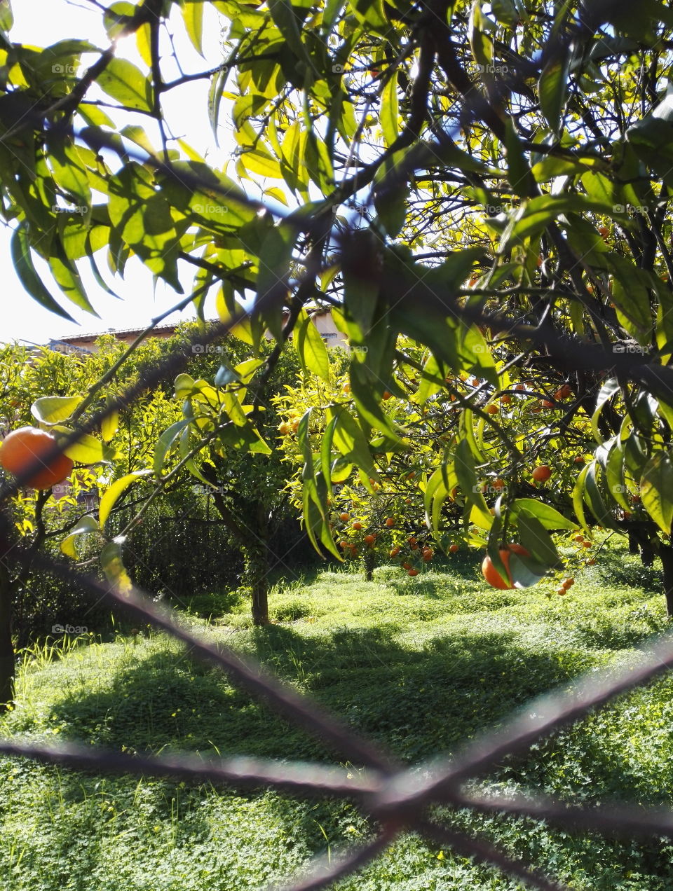 garden with orange trees and grass through fens