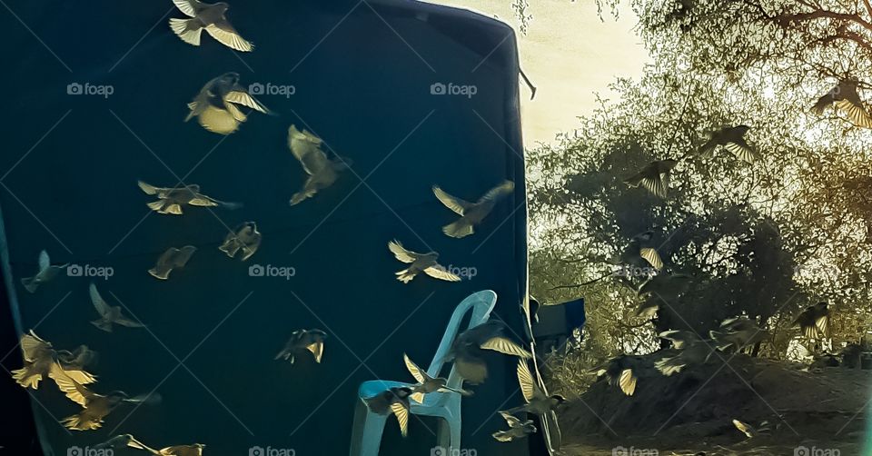 various flying actions of sparrows