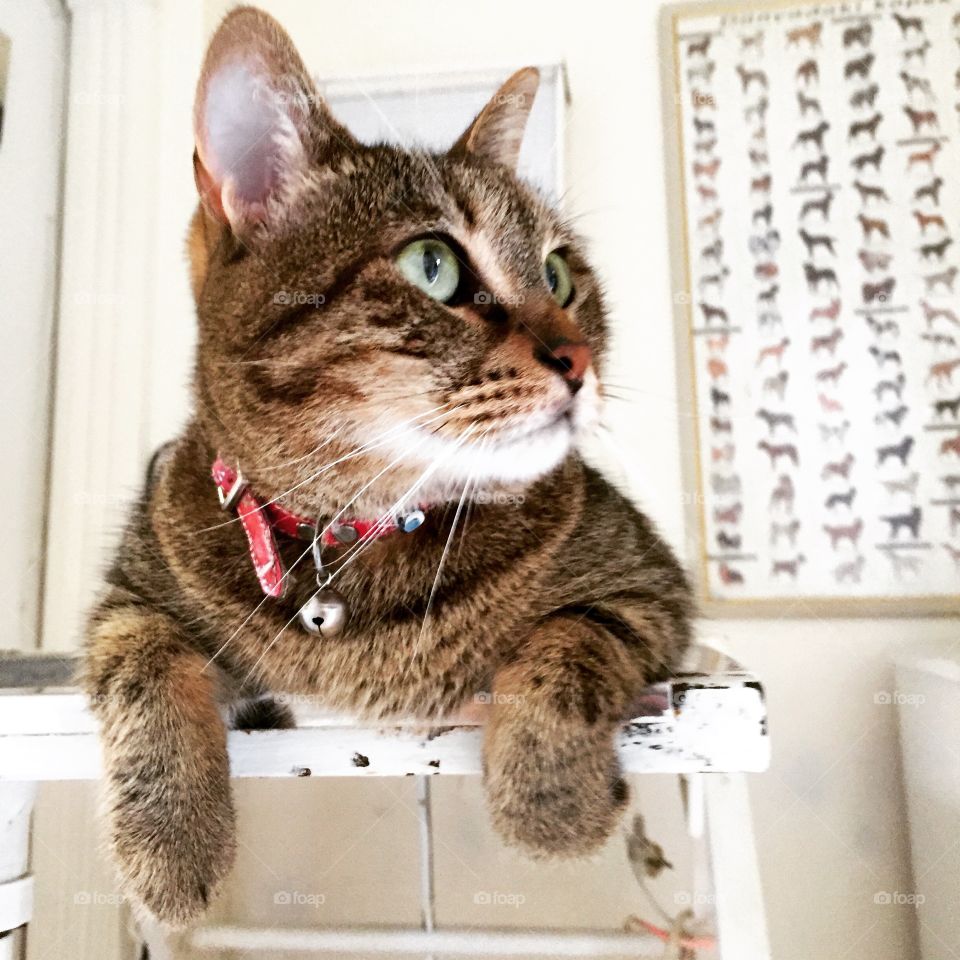 Let me pose for you. We have made a new friend at the vet.