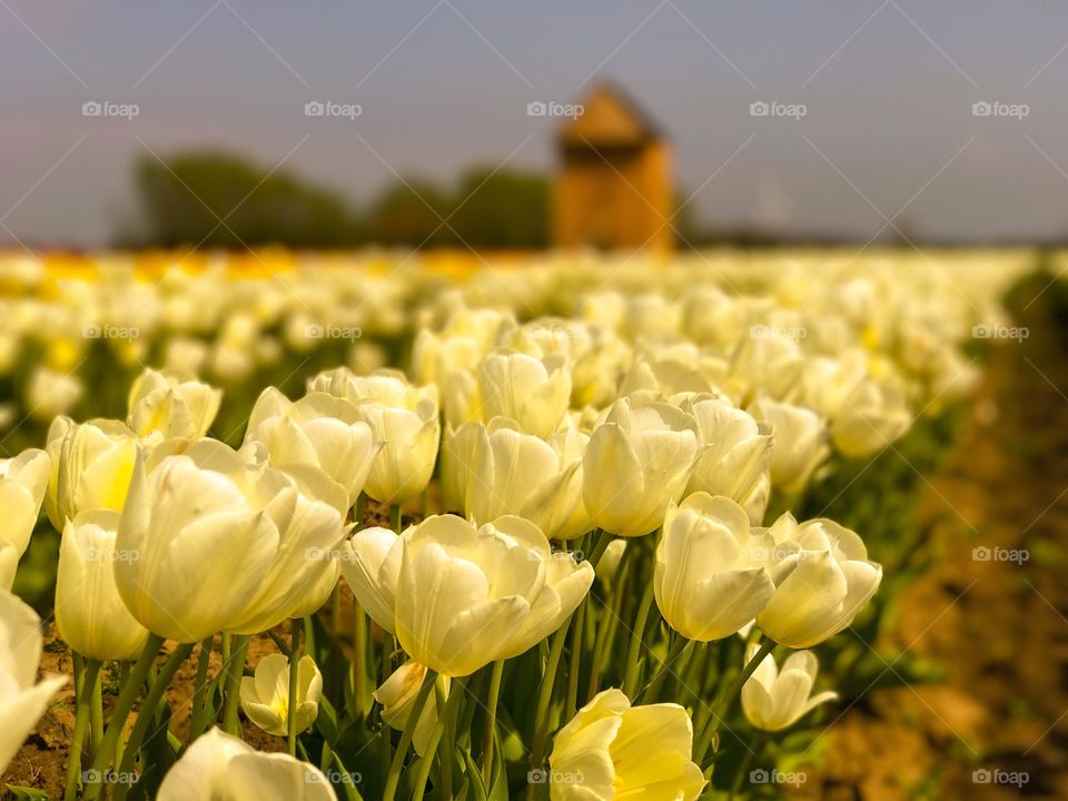 Tulips