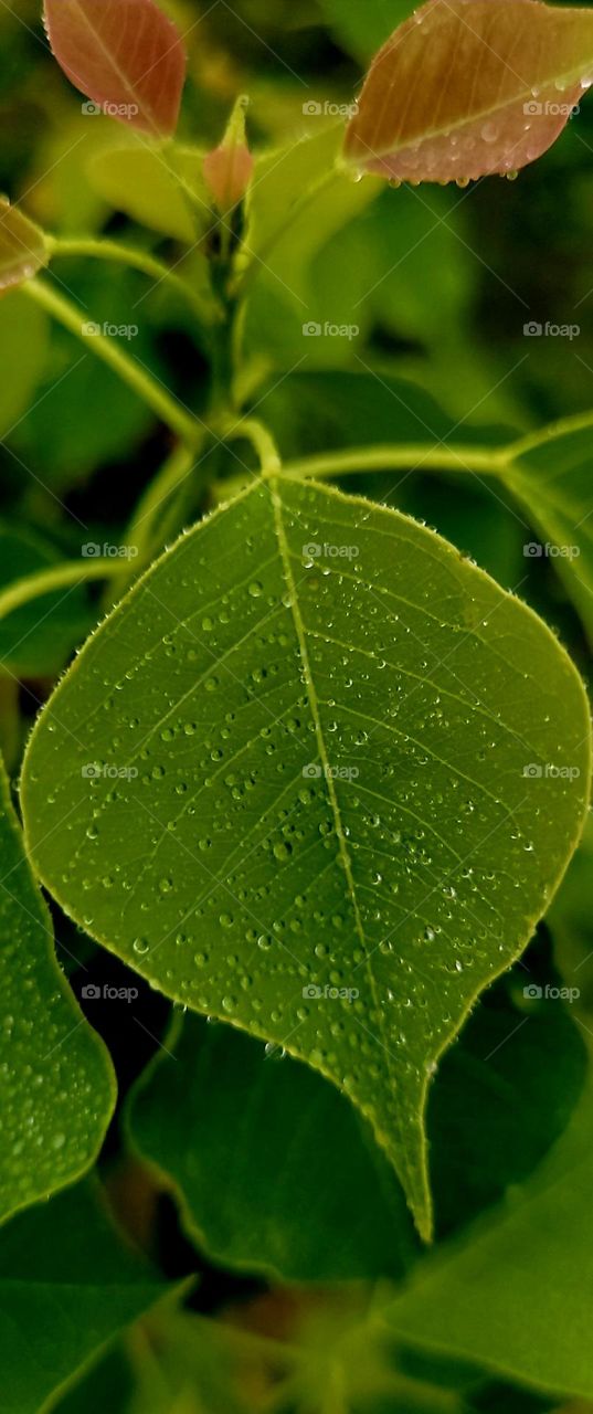 Dew covered leaf.