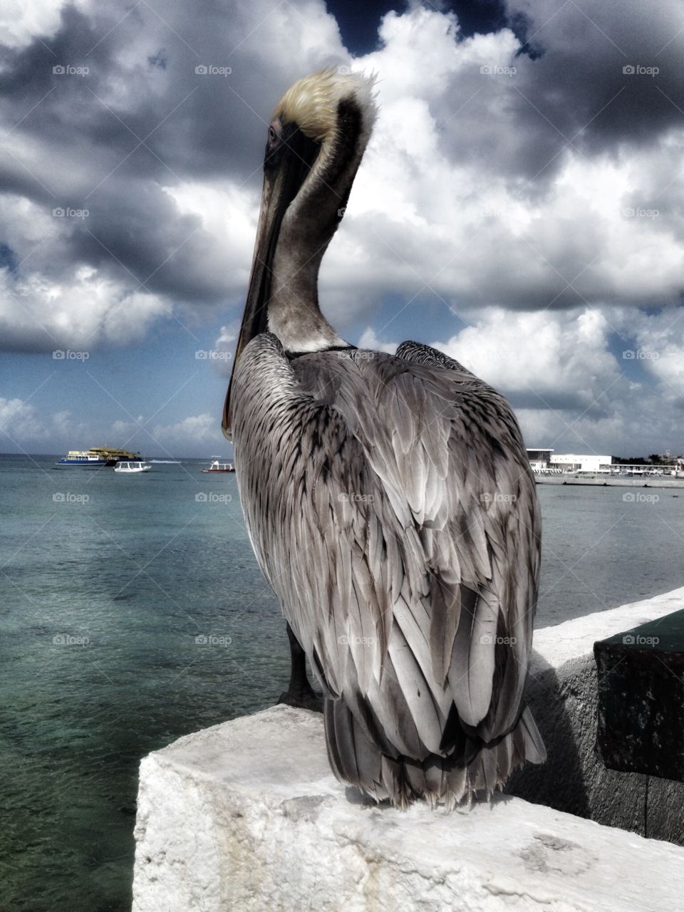 Beyond the Beach in cancun . The Pelicans are all around the beach, he aloud me to take a photo this close with the cel in Cozumel. 