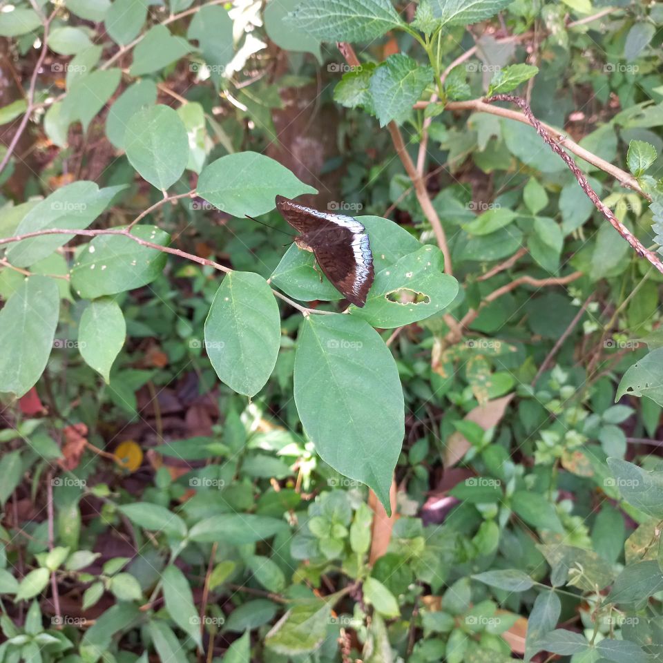 Beautiful butterfly with white markings on the wings