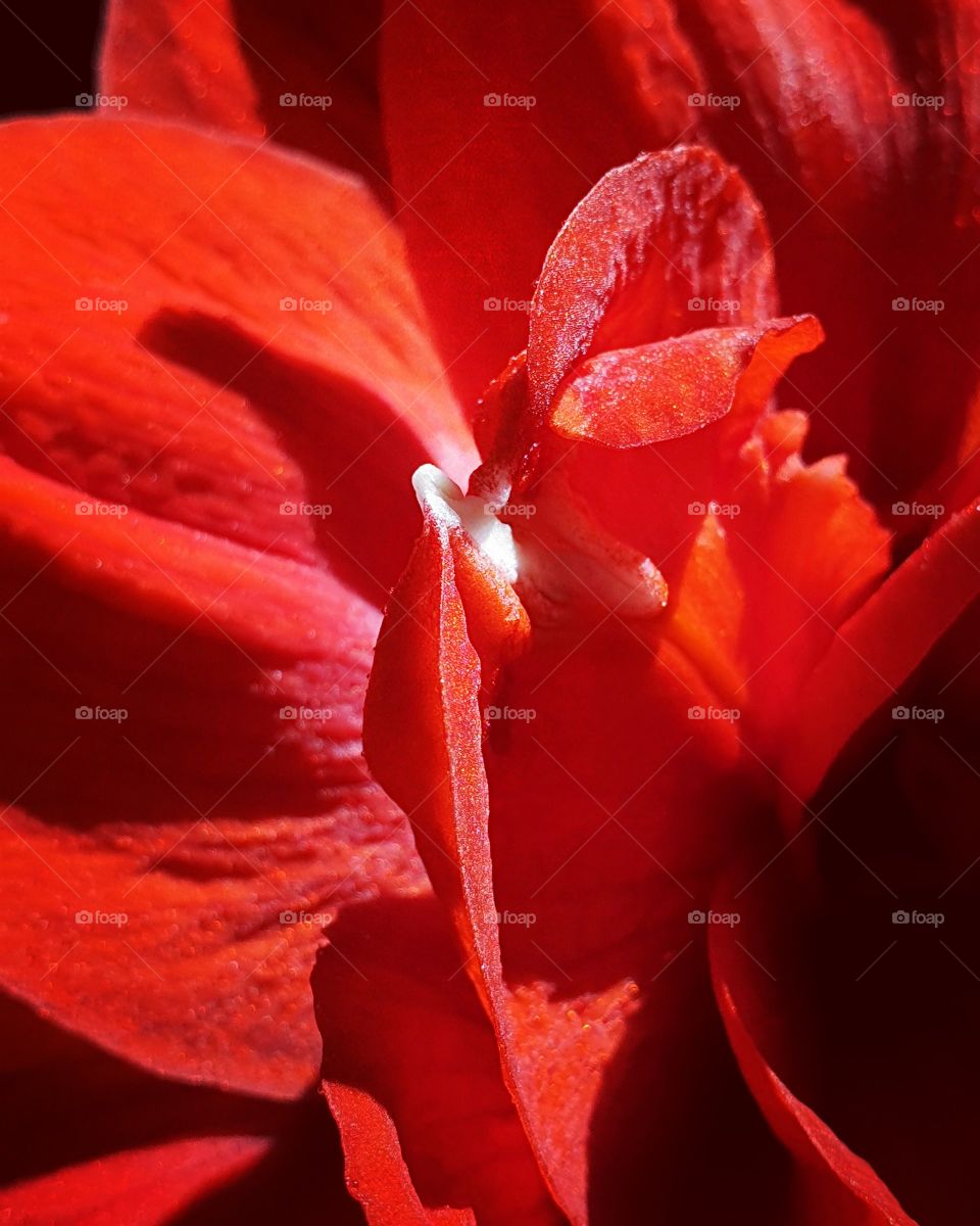 beautiful red flower in the garden