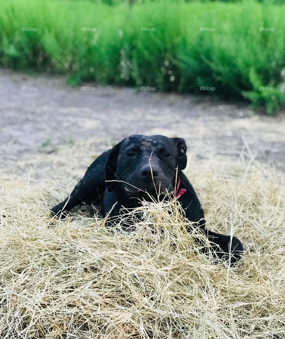 You can’t see me! Muddy Barnabas the Bull Mastiff puppy hiding behind a pierce of hay in the woods of South Georgia. 