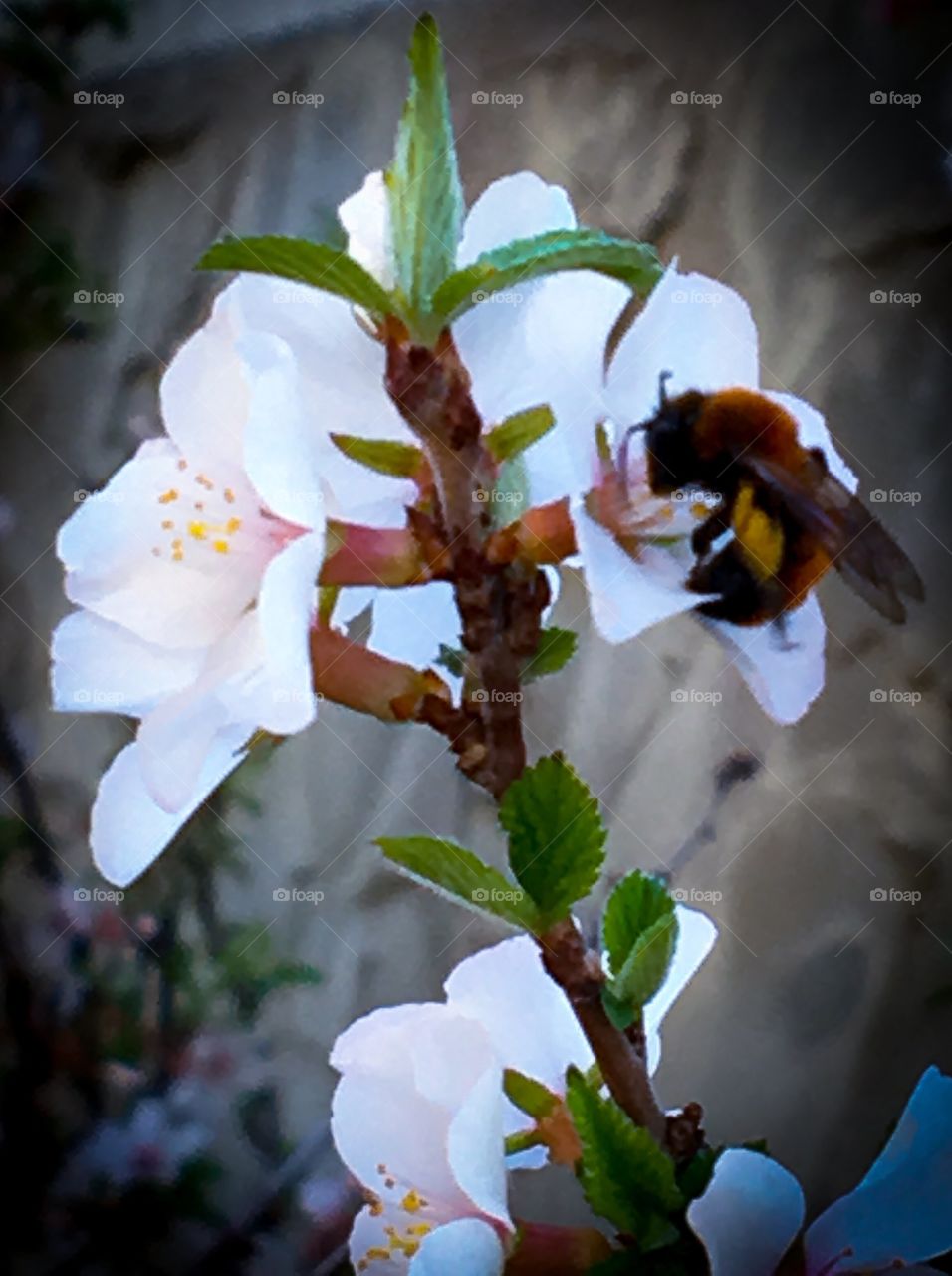 Bee enjoying nectar on a cherry flower