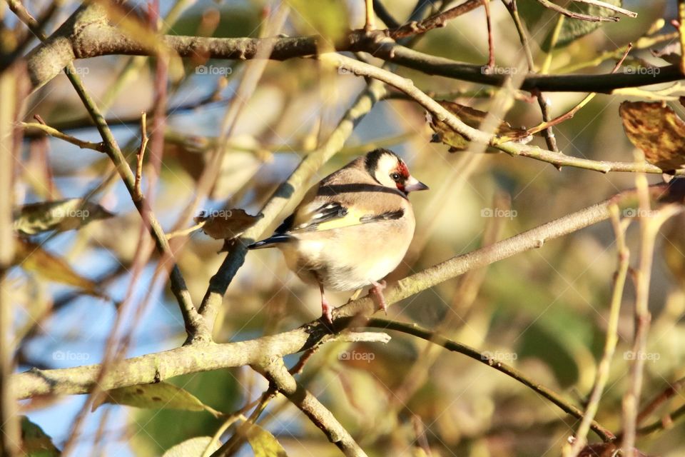 Goldfinch 