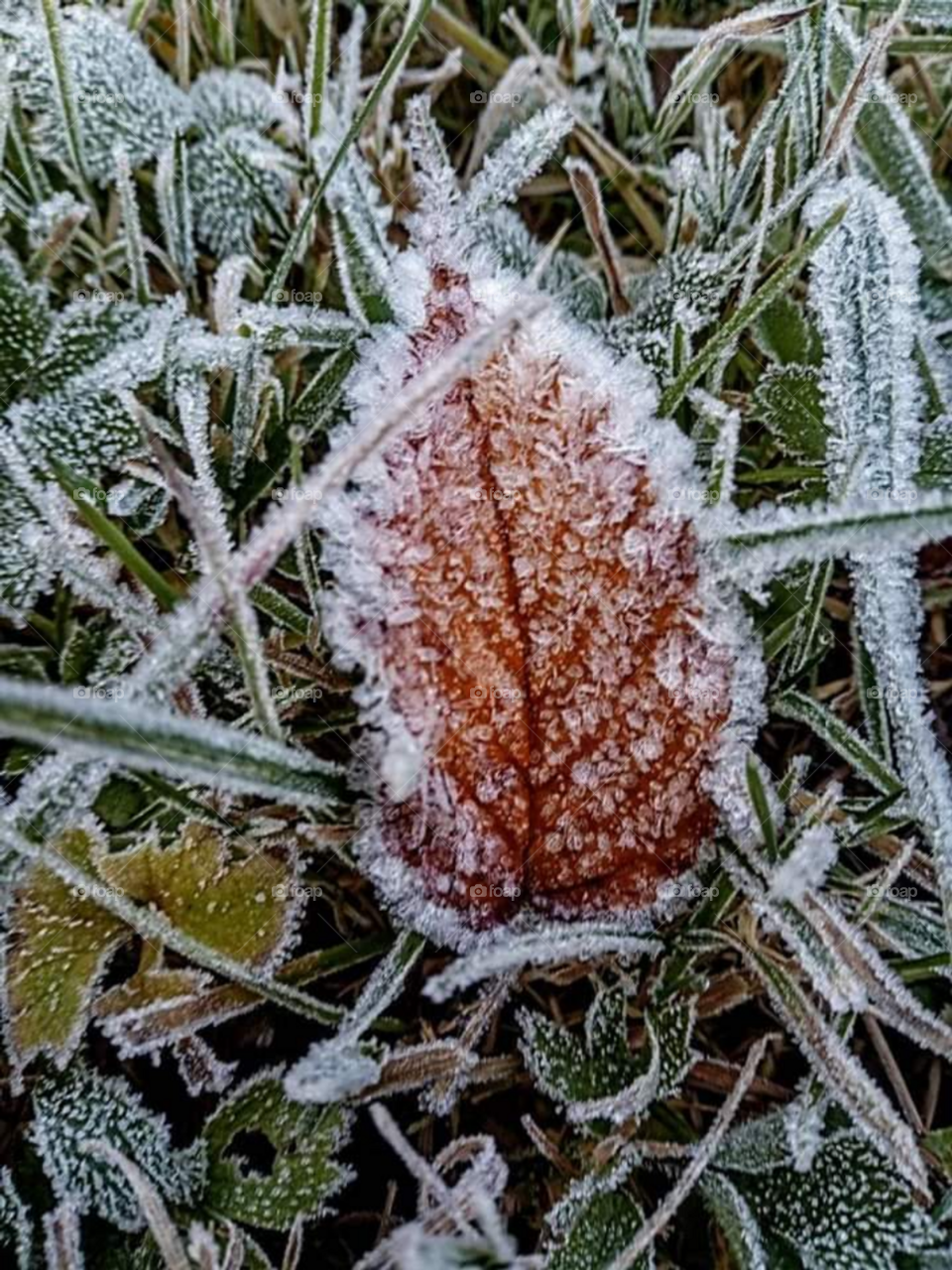 frost