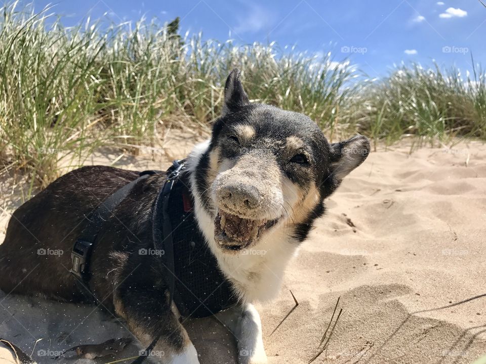 Sandy face 