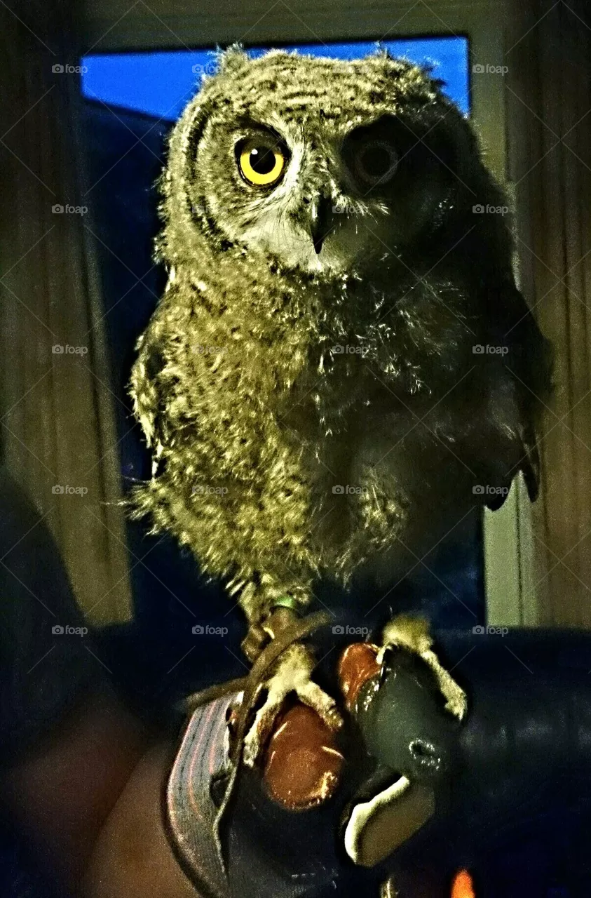 Bumble 