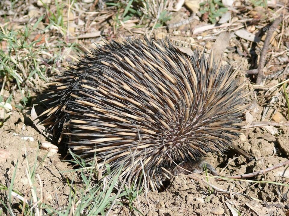 Echidna