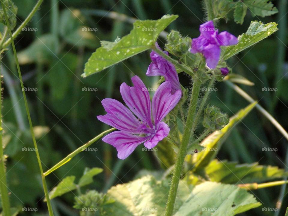 Wilde Malve am Straßenrand