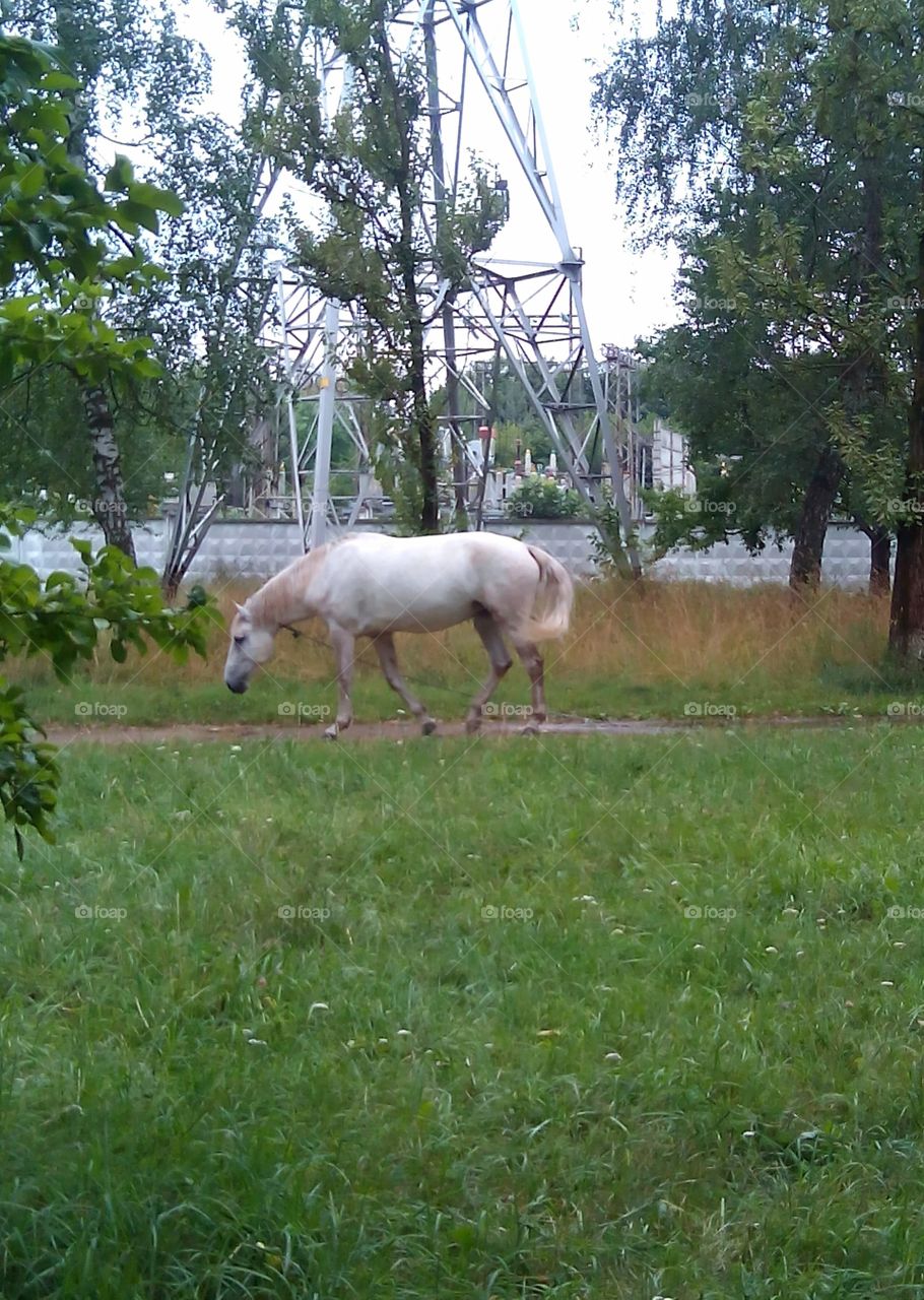 horse walk